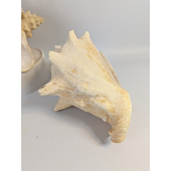Pair Of Large Pink 9” Horned Queen Conch Shells Natural Beach Seashells - Picture 8 of 12